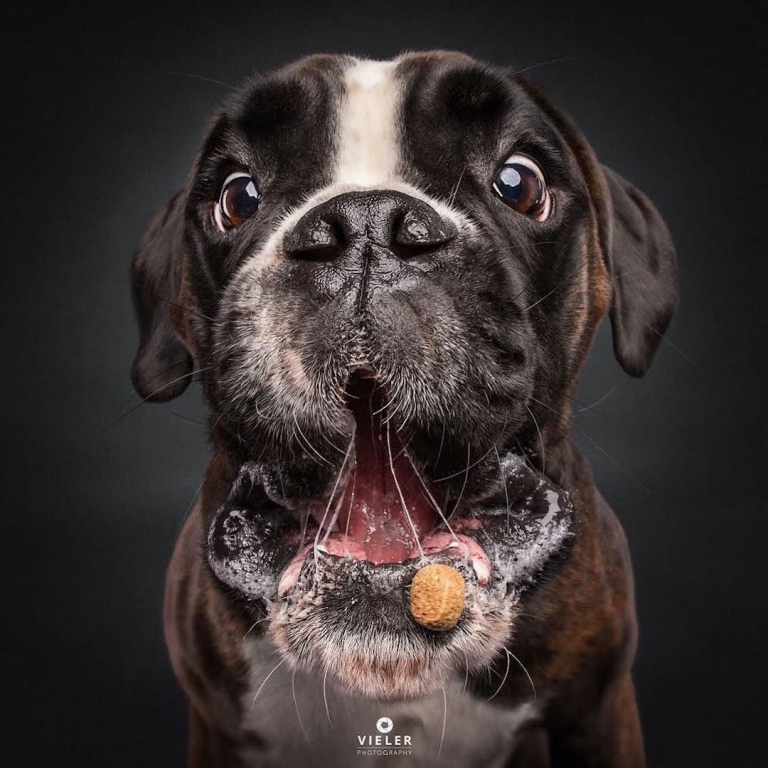 Humorous Photos of Dogs Catching Treats in Their Mouths