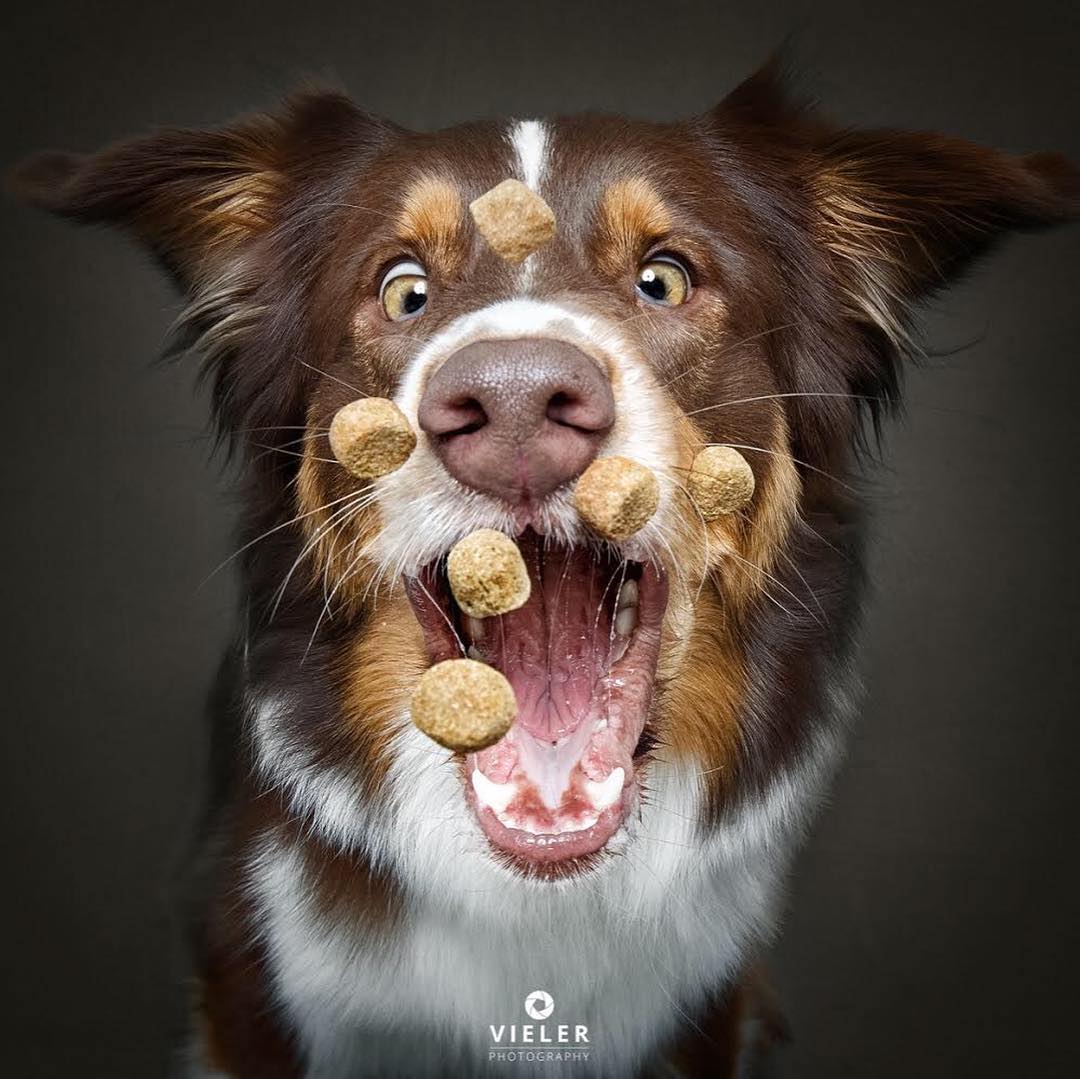 Dog Photography by Christian Vieler