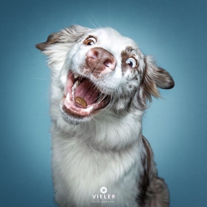 Humorous Photos of Dogs Catching Treats in Their Mouths