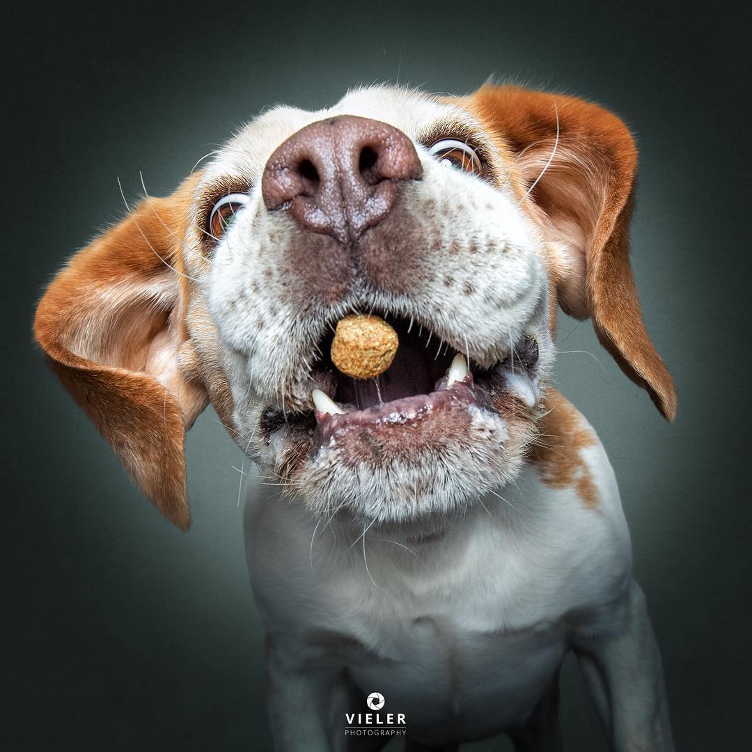 Dogs Catching Treats in Their Mouths by Christian Vieler