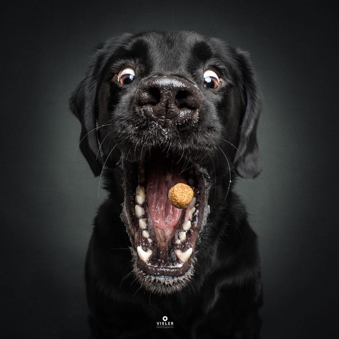 Humorous Photos of Dogs Catching Treats in Their Mouths