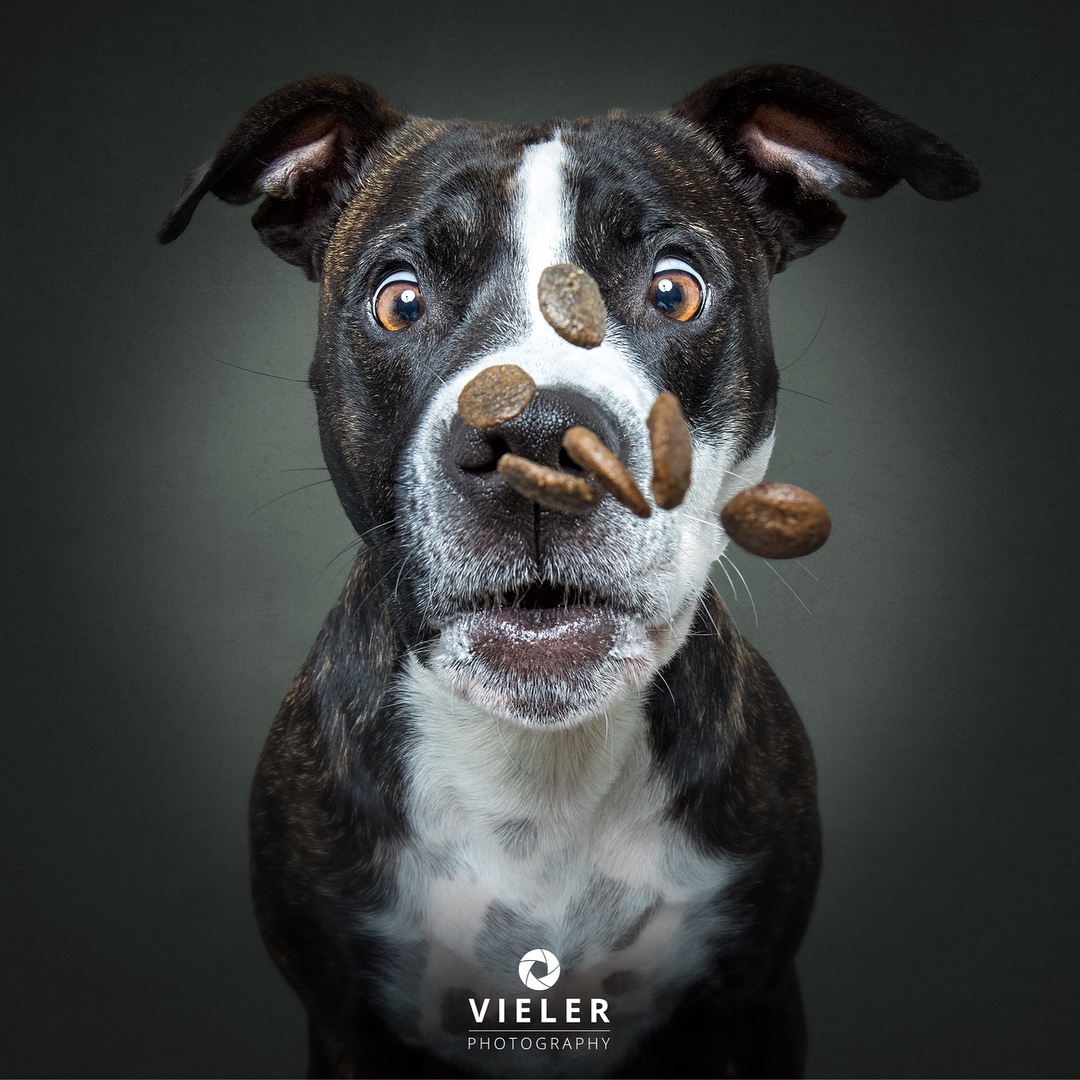 Dogs Catching Treats in Their Mouths by Christian Vieler
