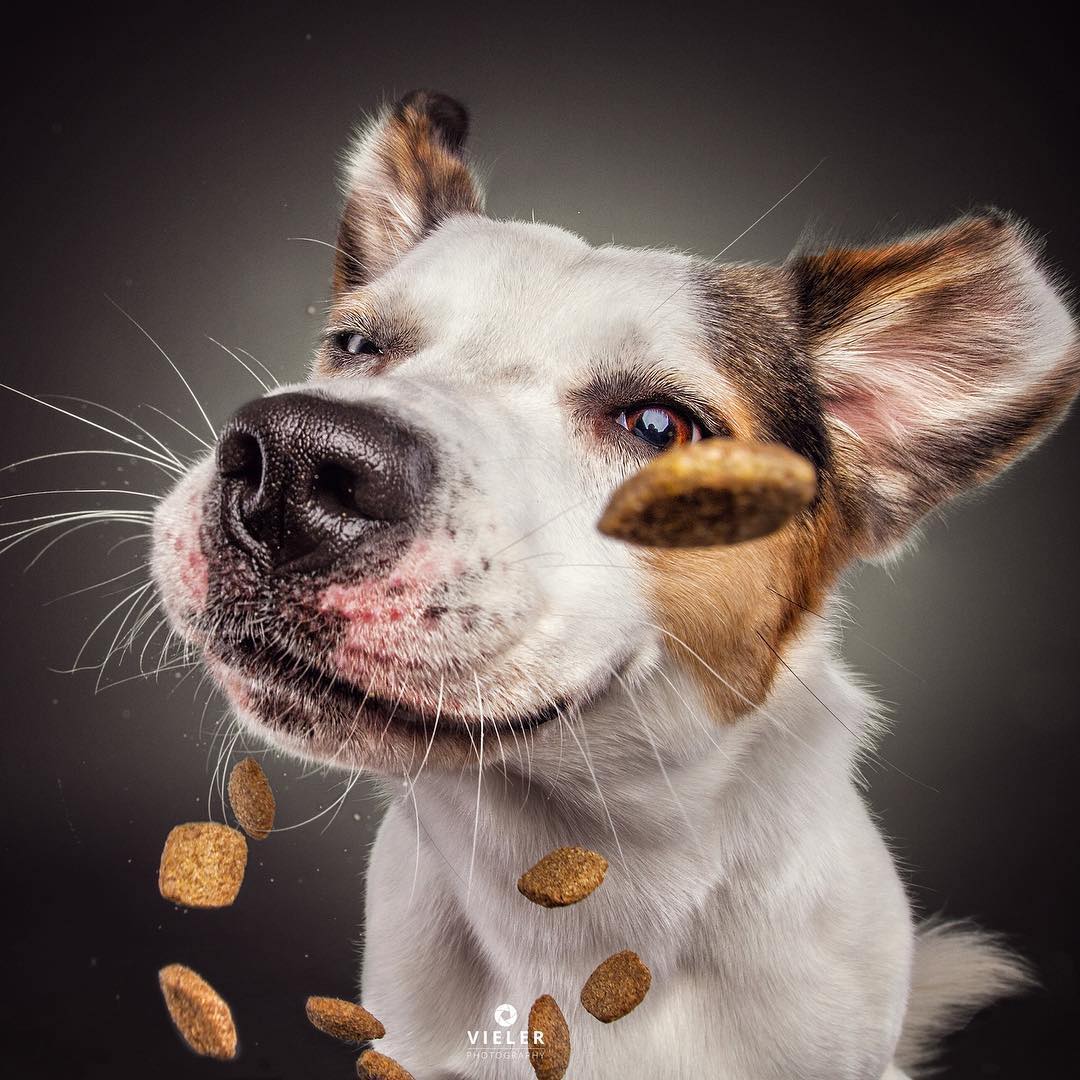 Dogs Catching Treats in Their Mouths by Christian Vieler