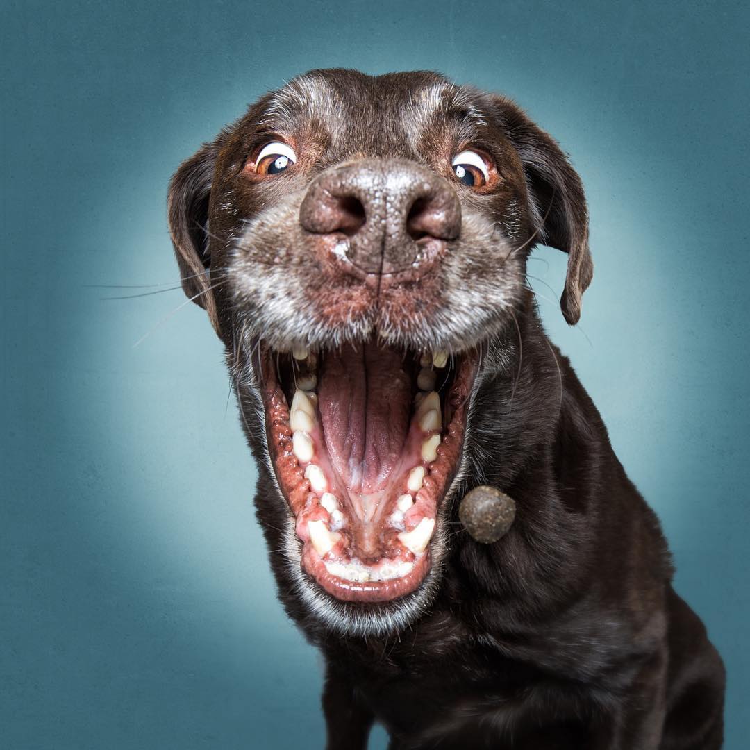 Dog Photography by Christian Vieler