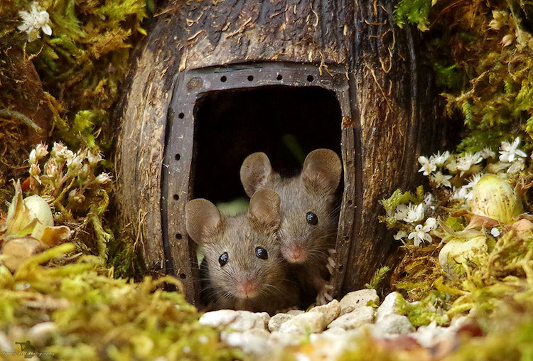 Photographer Builds Adorable Tiny Log Cabins in His Backyard to Keep Mouse  Families Safe From Cats