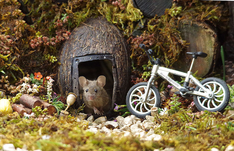 Fotos de Ratones Adorables por Simon Dell