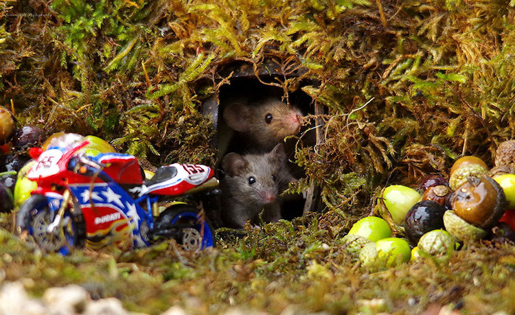 Fotos de Ratones Adorables por Simon Dell