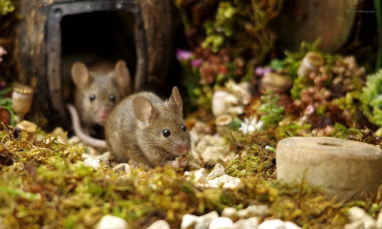 Fotos de Ratones Adorables por Simon Dell