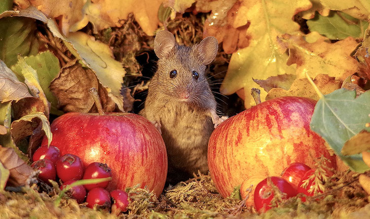 Fotos de Ratones Adorables