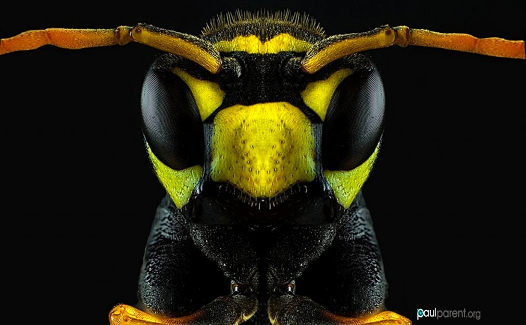 Fotos macro de insectos por Paul Parent