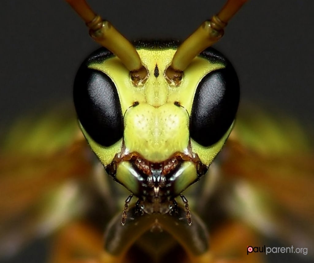 Insect Macro Photography by Paul Parent