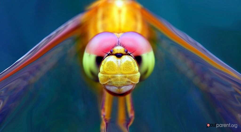 Macro Photo of an Insect by Paul Parent