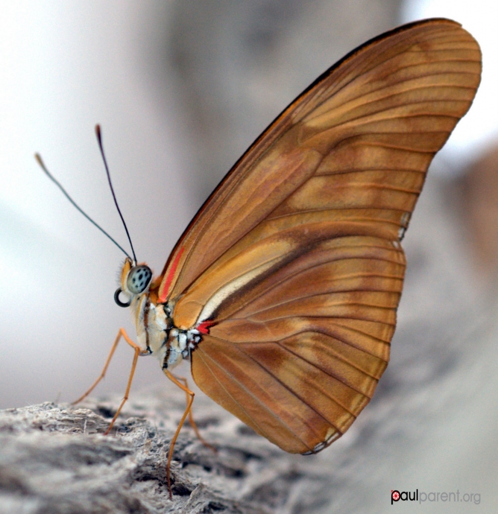 Fotos macro de insectos por Paul Parent