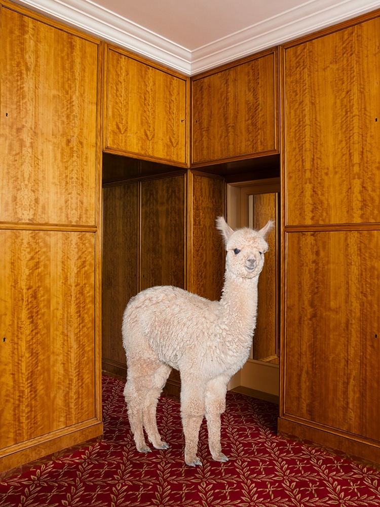 Funny Alpaca Photos in a 2019 Calendar by Daniel Gebhart de Koekkoek