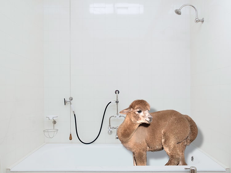 Funny Alpaca Photos in a 2019 Calendar by Daniel Gebhart de Koekkoek