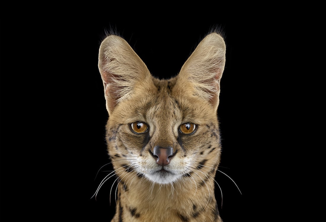 Brad Wilson Affinity Wildlife Portraits Animal Portraits