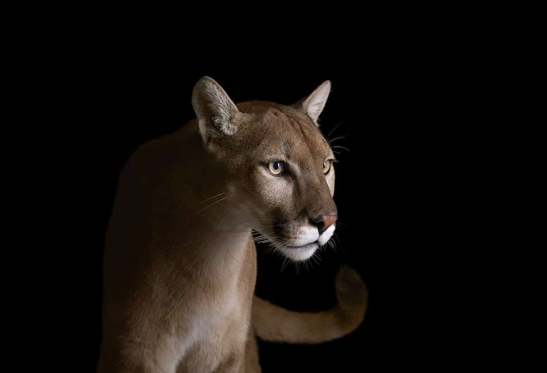 Brad Wilson Affinity Wildlife Portraits Animal Portraits