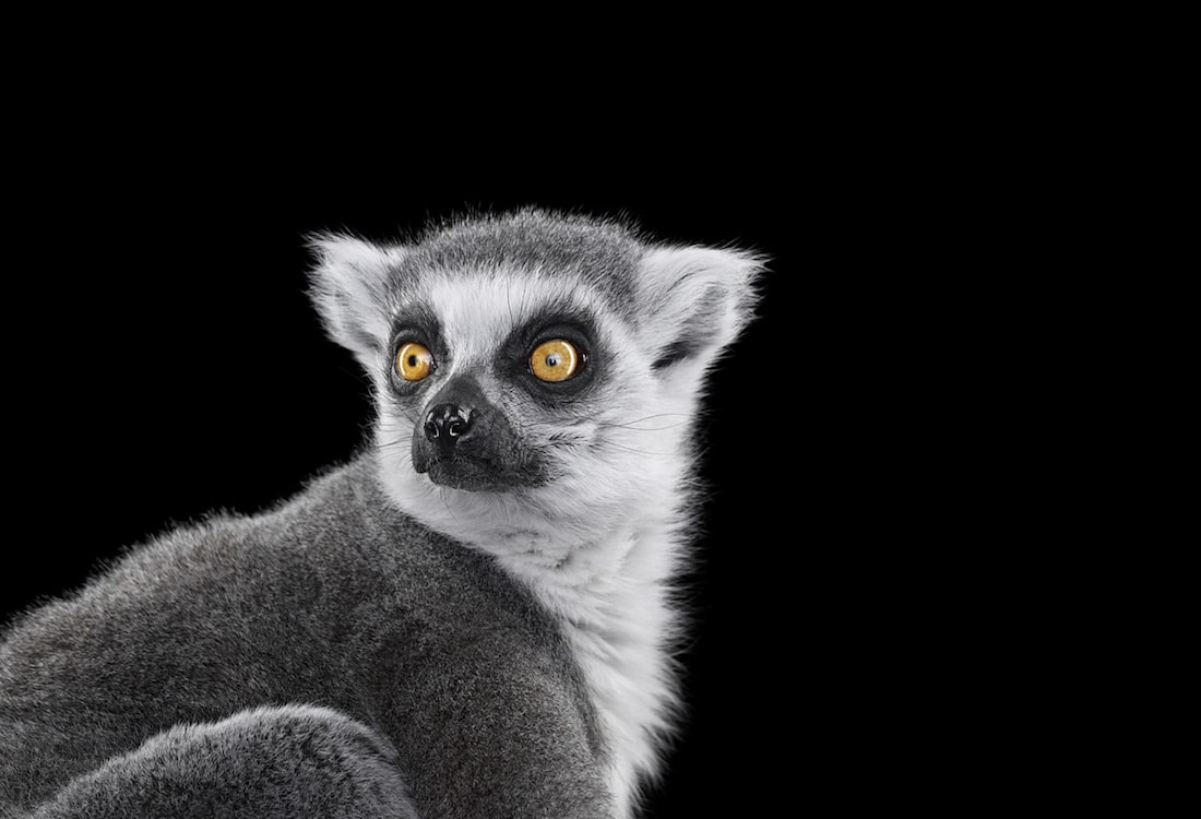 Brad Wilson Affinity Retratos de Vida Silvestre Retratos de Animales