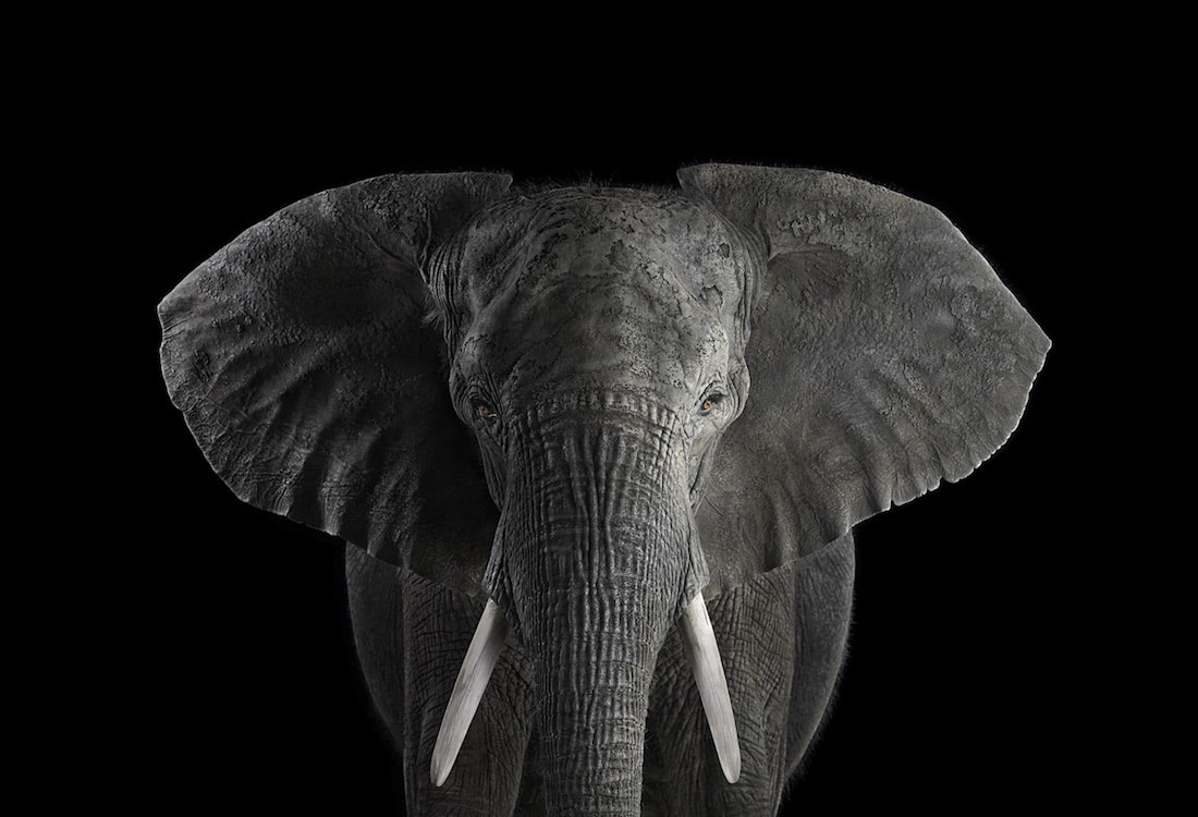 Brad Wilson Affinity Retratos de Vida Silvestre Retratos de Animales