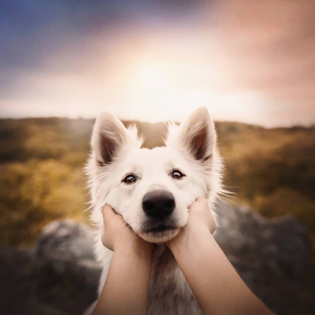 Beautiful Dog Portraits Capture Their Adventures in the Great Outdoors