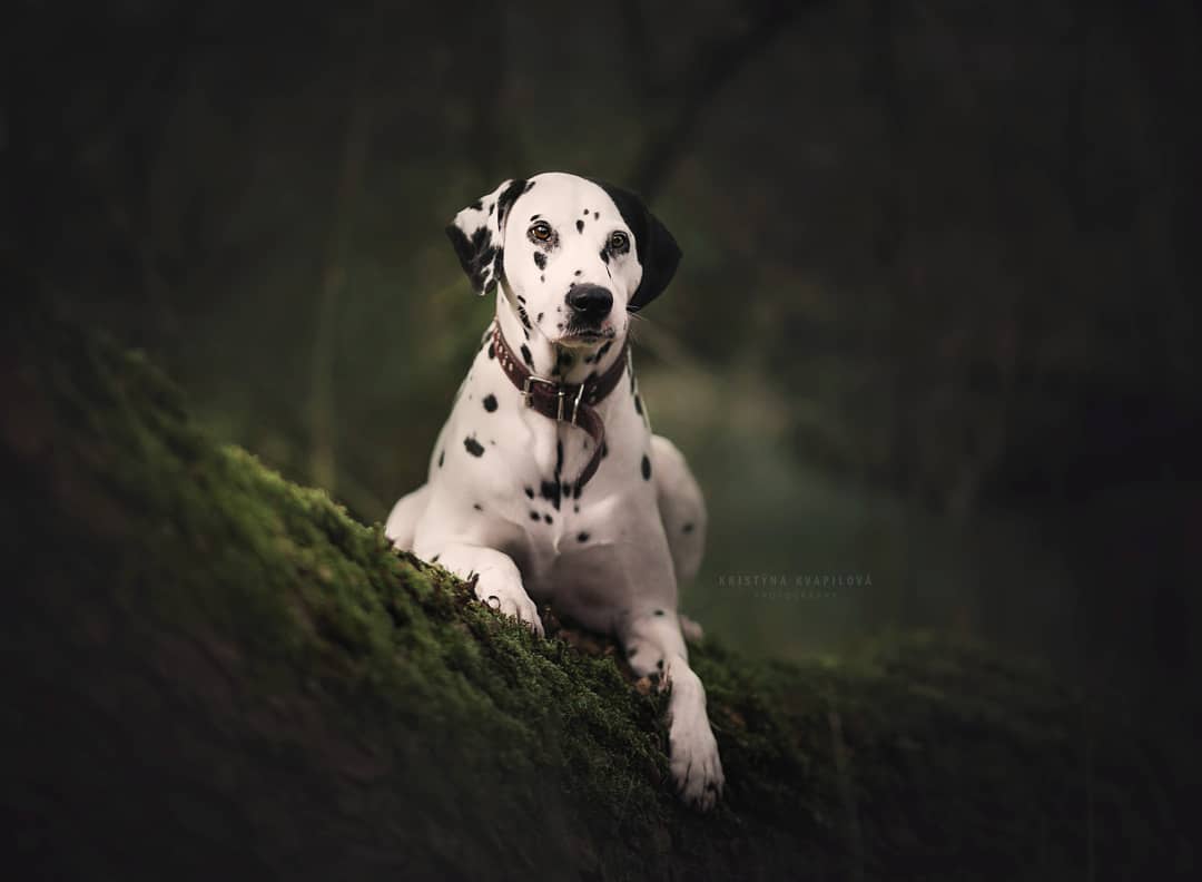Retratos de Perros por Kristýna Kvapilová