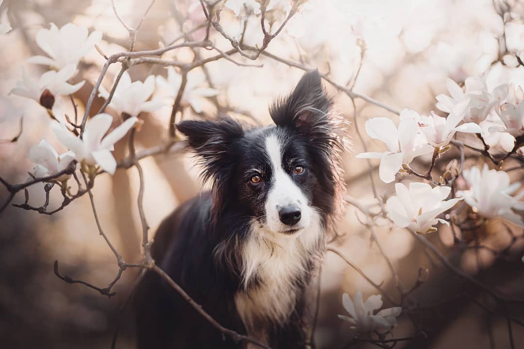 Dog Portraits by Kristýna Kvapilová