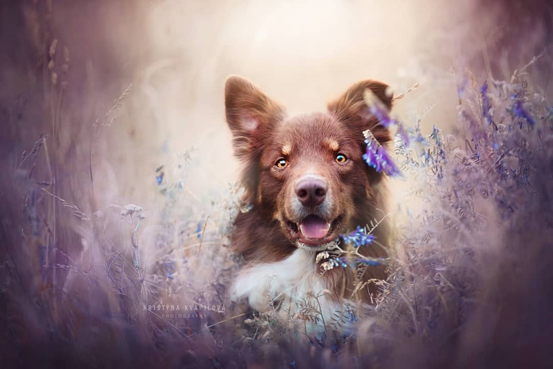 Dog Portraits by Kristýna Kvapilová