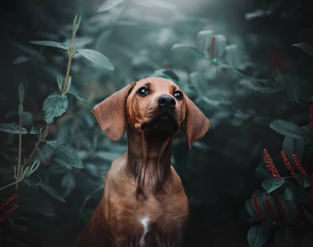 Retratos de Perros por Kristýna Kvapilová