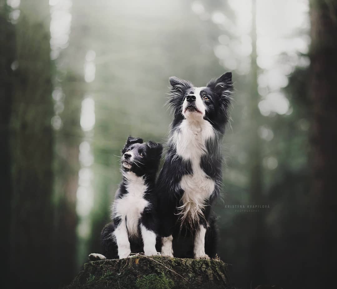 Retratos de Perros por Kristýna Kvapilová