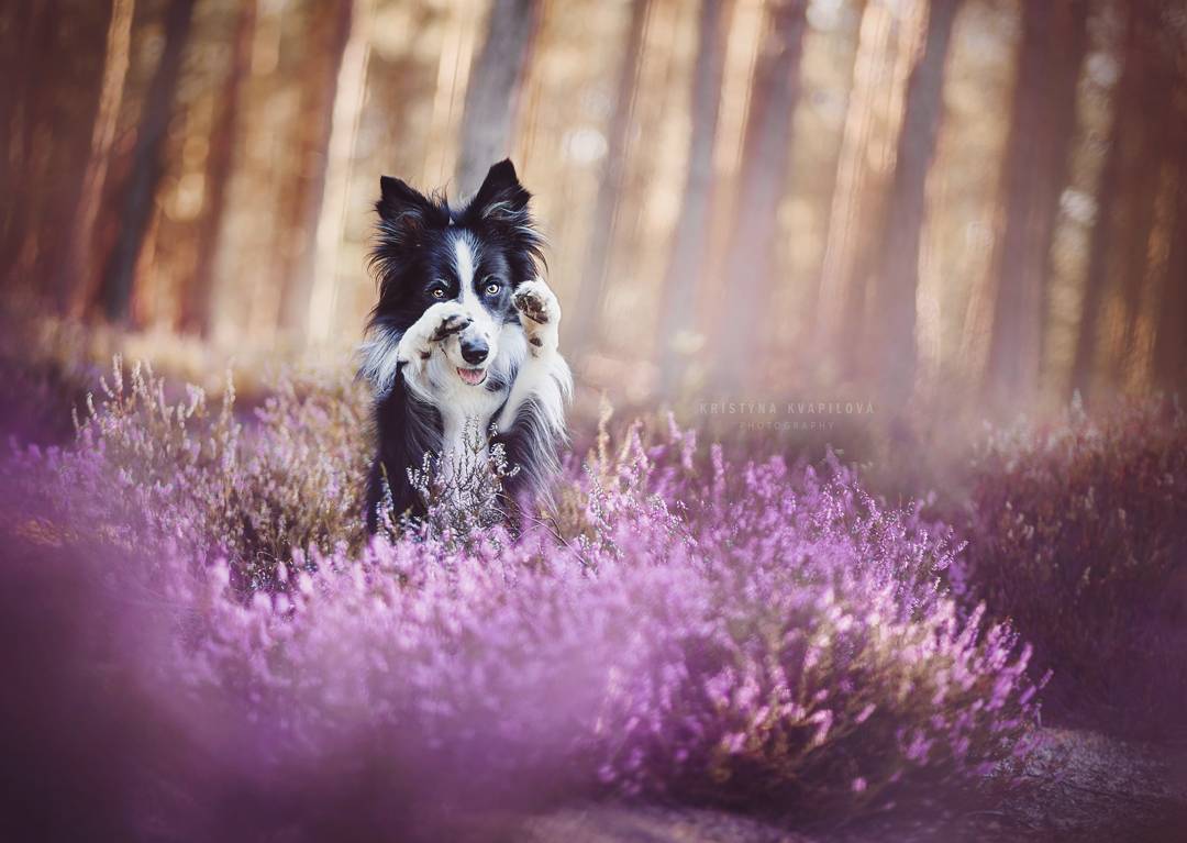 Retratos de Perros por Kristýna Kvapilová