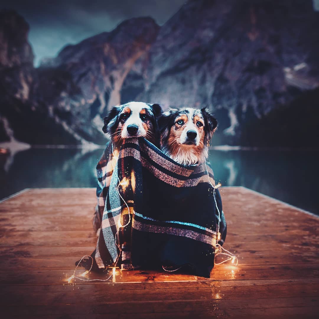 Retratos de Perros por Kristýna Kvapilová