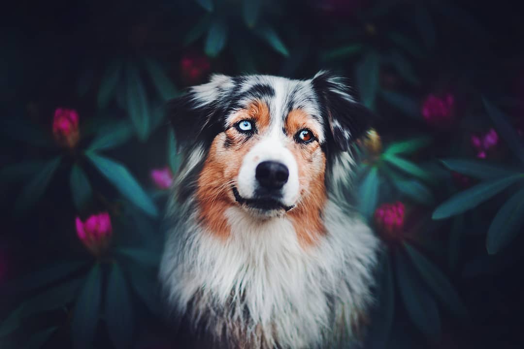 Retratos de Perros por Kristýna Kvapilová