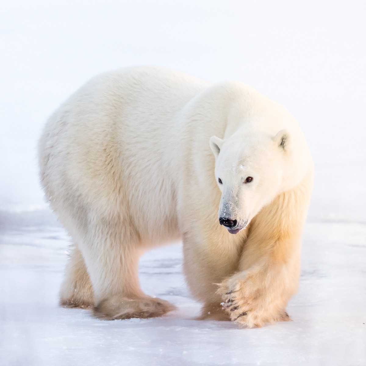 Churchill Polar Bears by George Turner