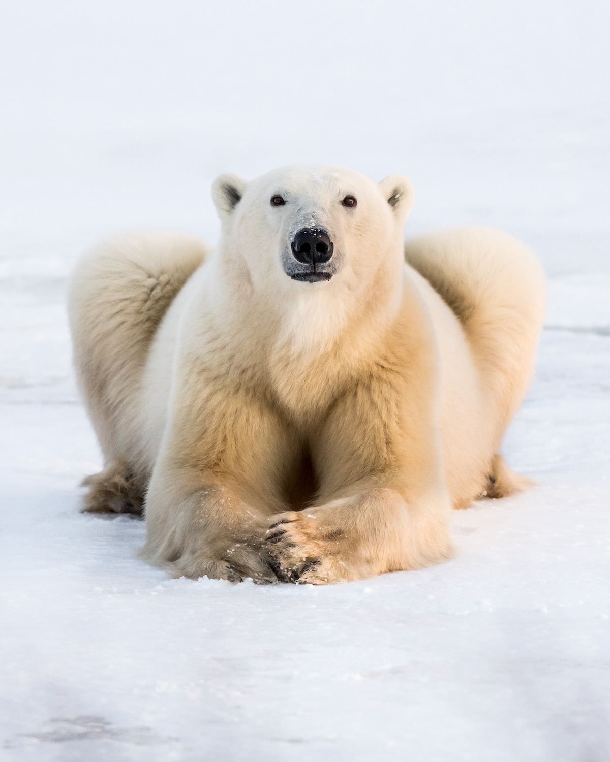 osos polares de Churchill por George Turner