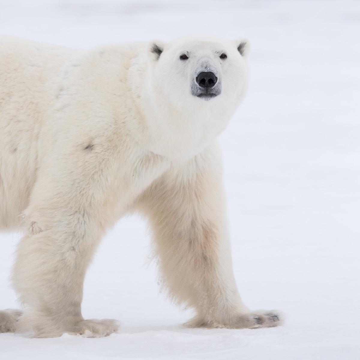 Hudson Bay Polar Bears by George Turner