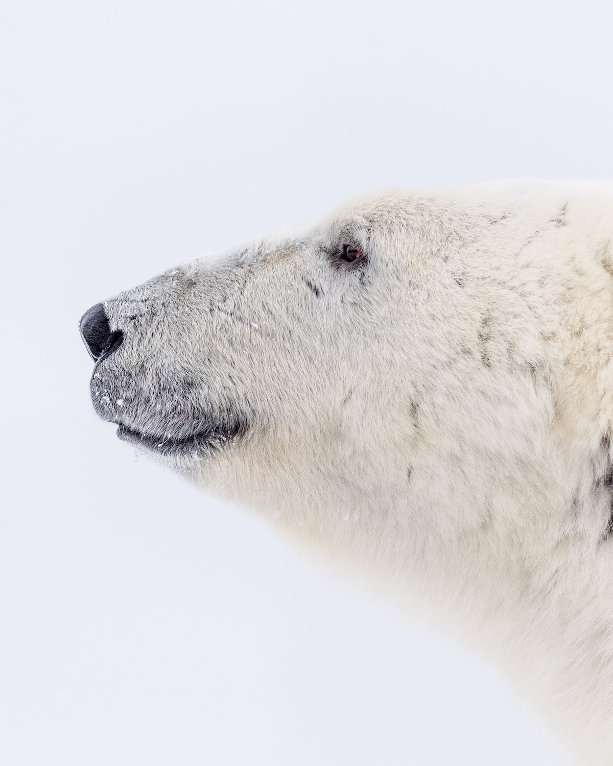 Hudson Bay Polar Bears by George Turner