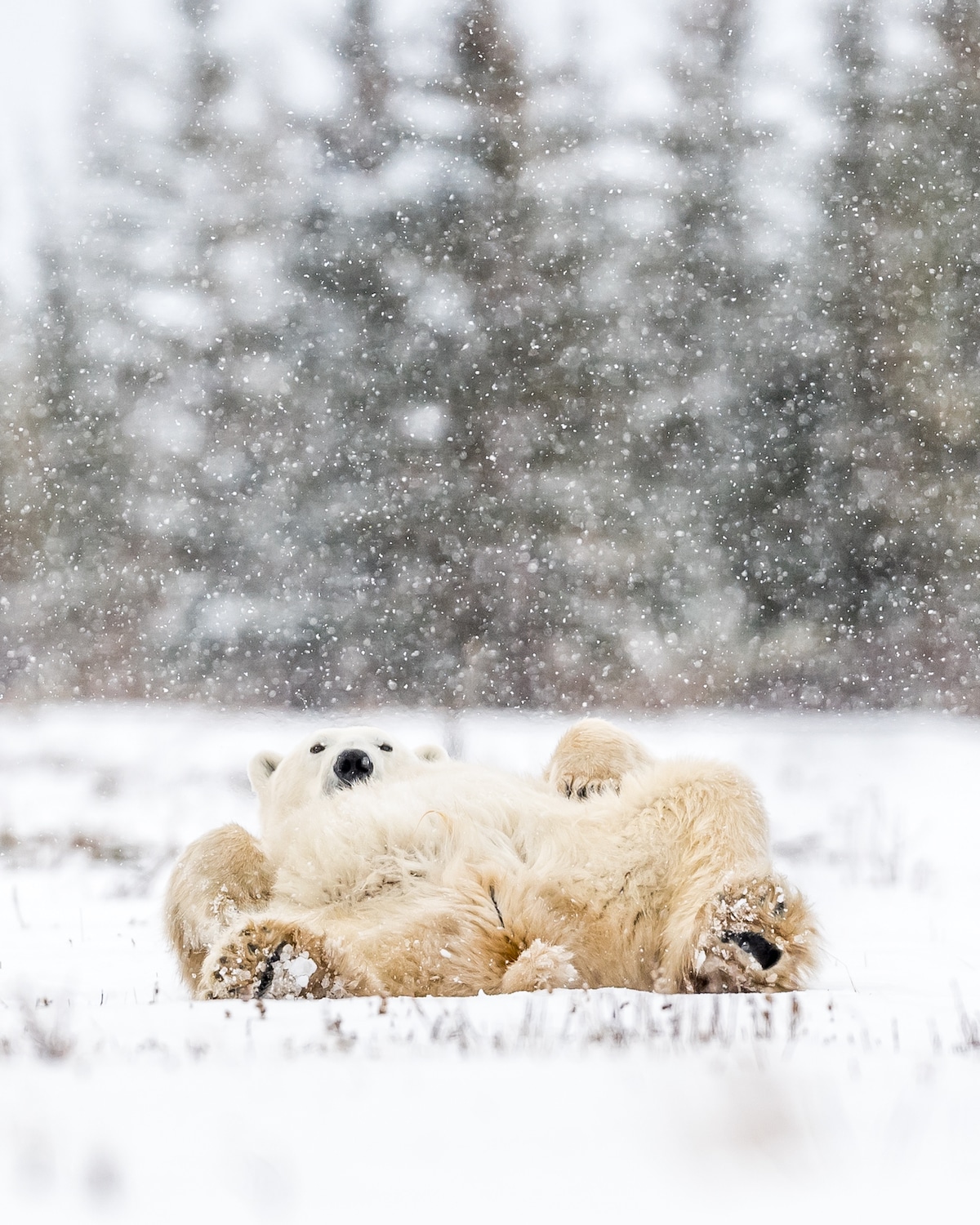 Canadian Polar Bears by George Turner
