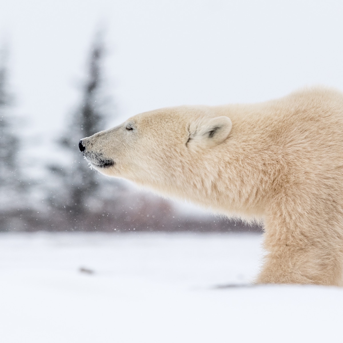 Imágenes espectaculares de osos polares en Churchill por George Turner