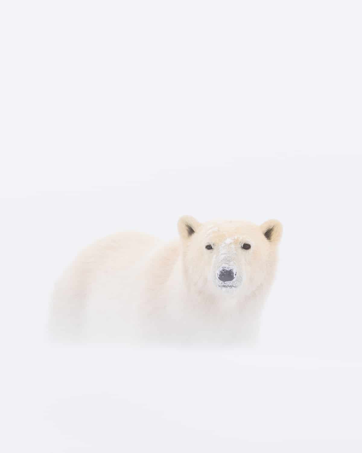 Churchill Polar Bears by George Turner