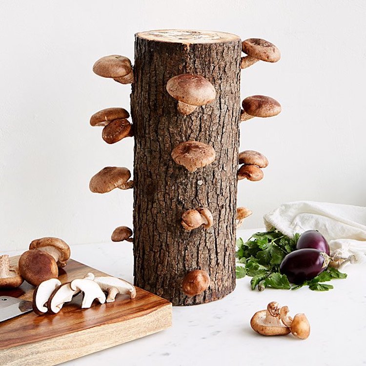 Mushroom Kit