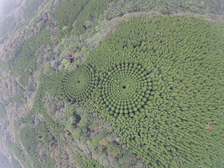 "Crop Circle" Forest in Japan