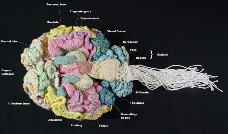 Knitted Human Brain by Dr Karen Norberg