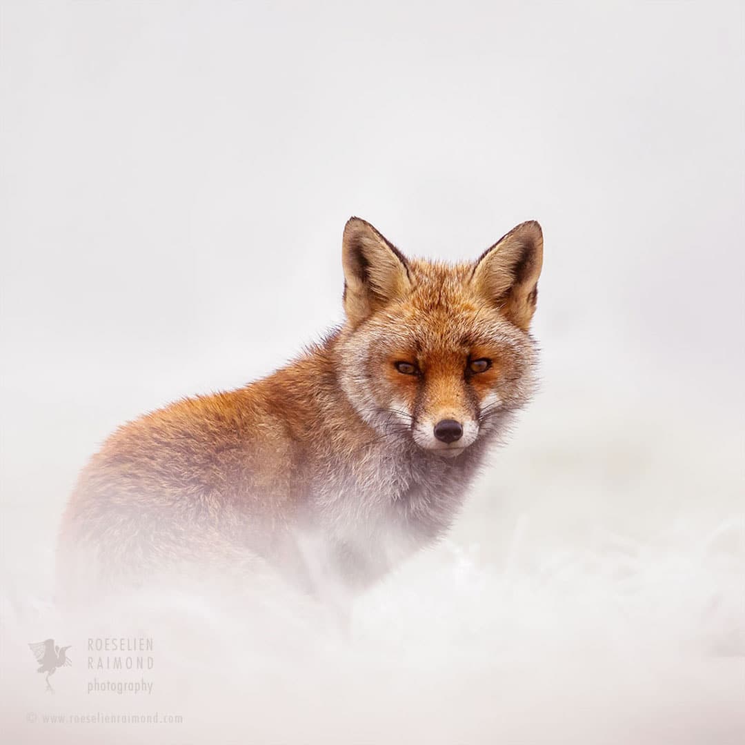 Red Foxes in Snow Photos by Roeselien Raimond