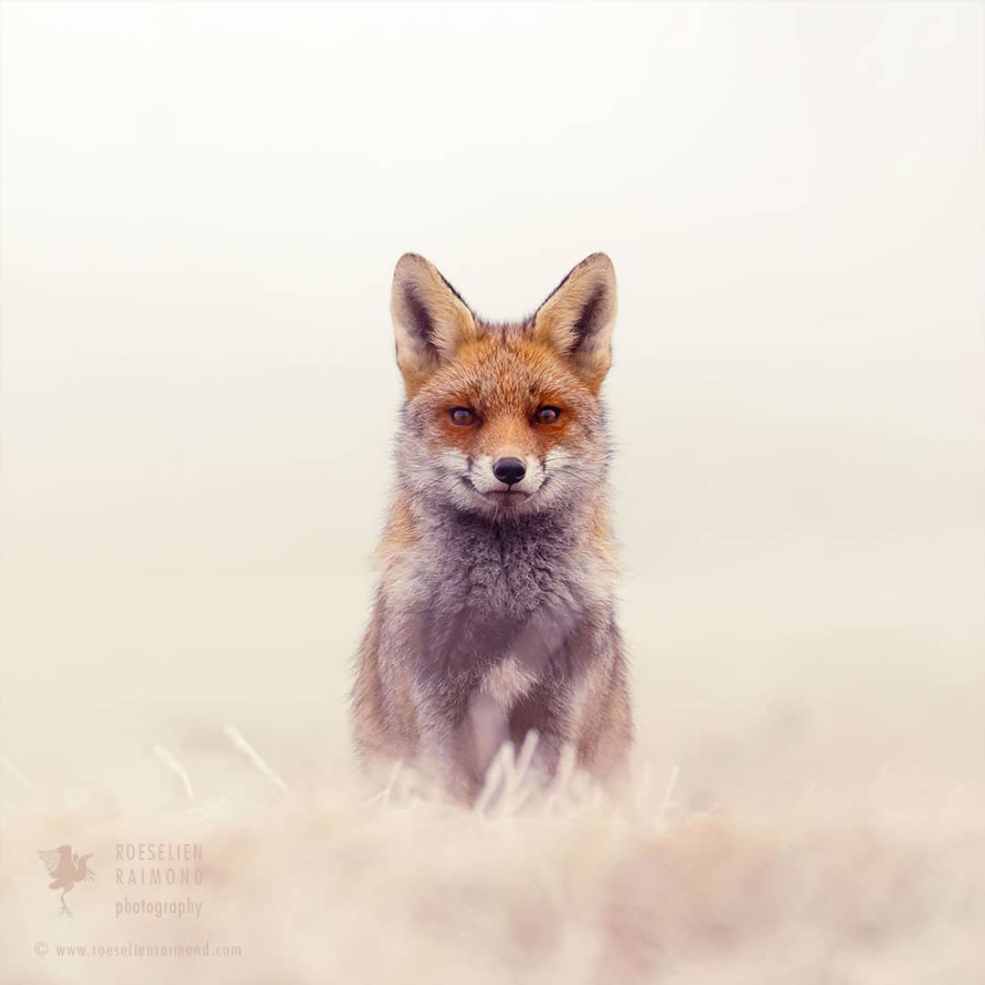 Red Foxes in Snow Photos by Roeselien Raimond