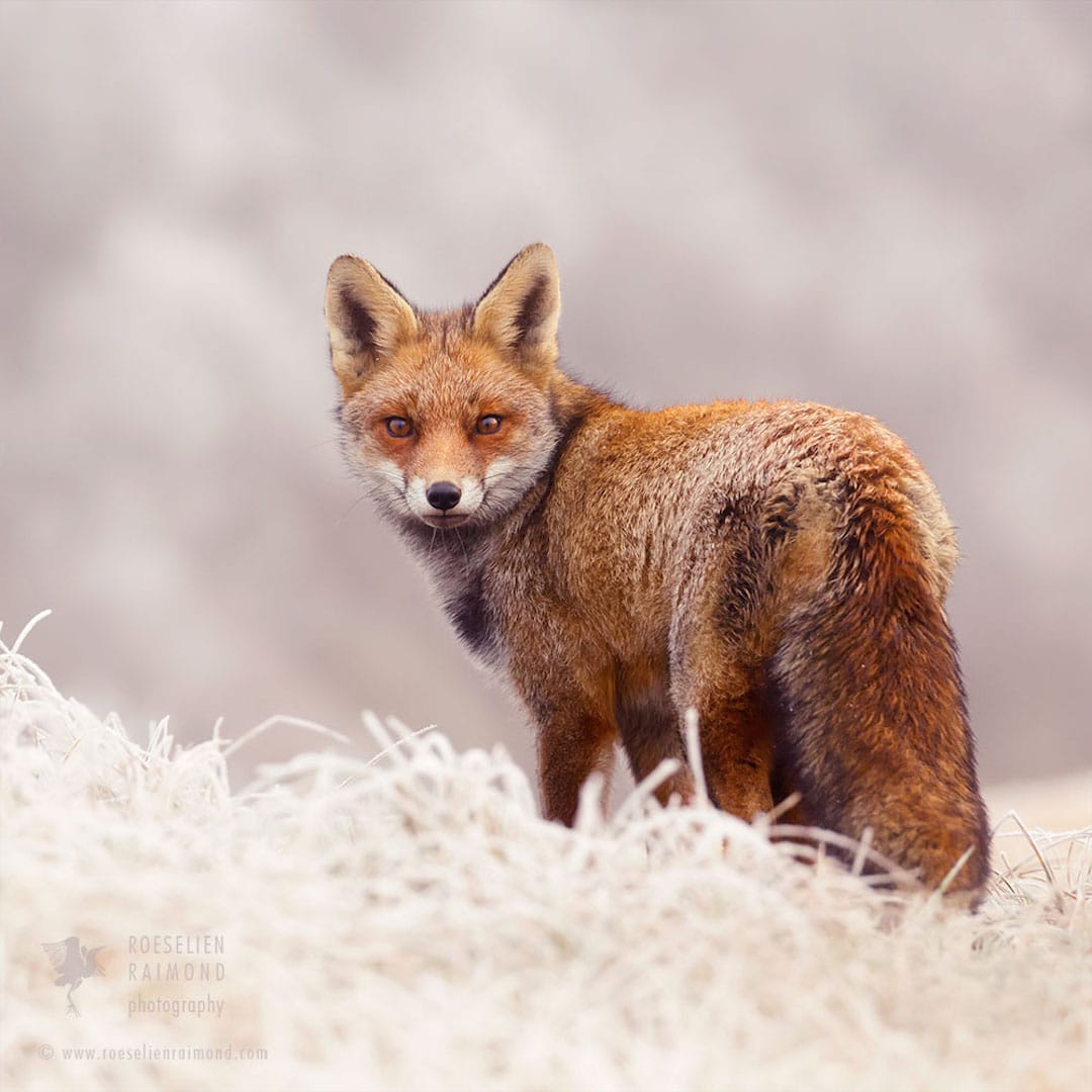 Red Foxes in Snow Photos by Roeselien Raimond