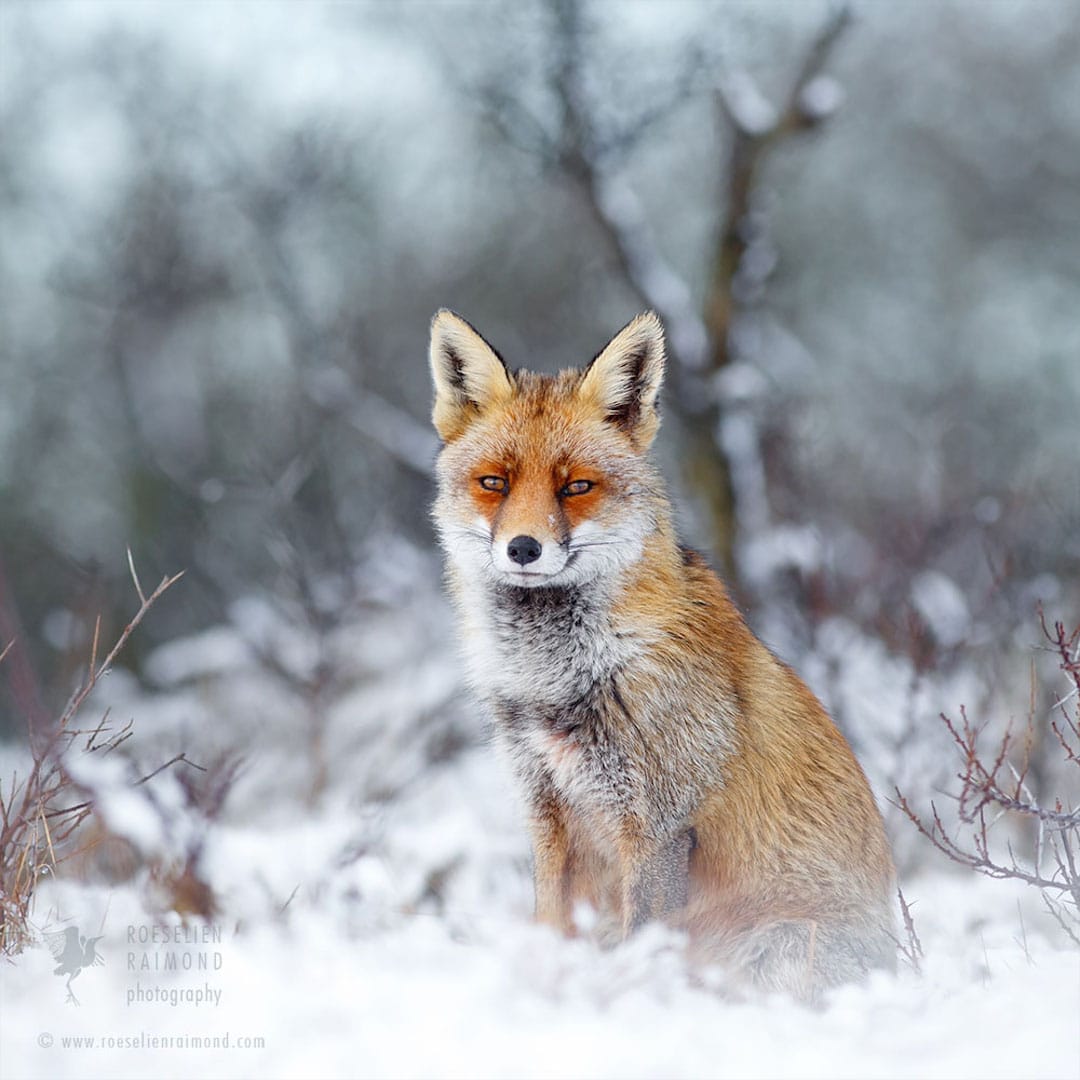 Red Foxes in Snow Photos by Roeselien Raimond