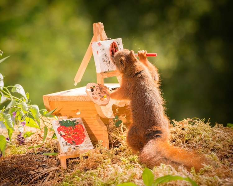 Red Squirrel Photos by Geert Weggen