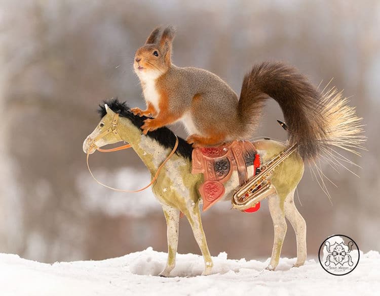 Red Squirrel Photos by Geert Weggen