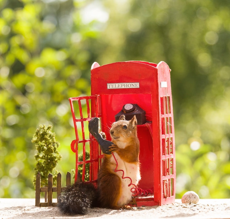 Red Squirrel Photos by Geert Weggen