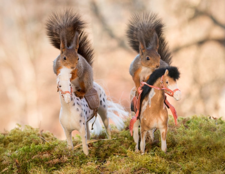 Red Squirrel Photos by Geert Weggen